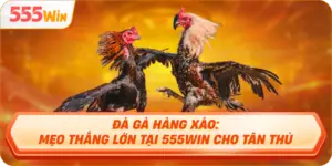 Đá gà hàng xáo tại 555WIN kịch tính, hấp dẫn từng phút